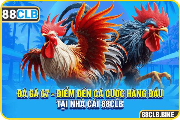 Đá Gà 67 - Điểm Đến Cá Cược Hàng Đầu Tại Nhà Cái 88CLB