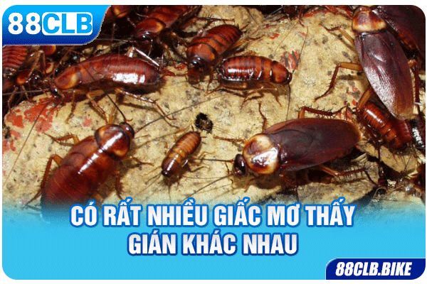 Có rất nhiều giấc mơ thấy gián khác nhau