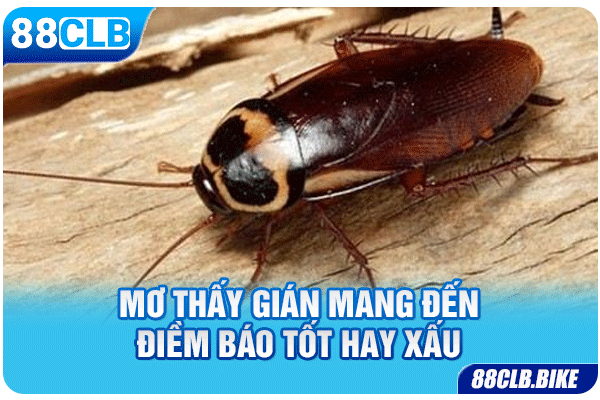 Mơ thấy gián mang đến điềm báo tốt hay xấu